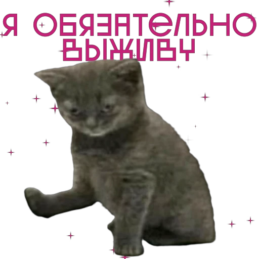 😿 Стикер «Some Videocards» для Telegram