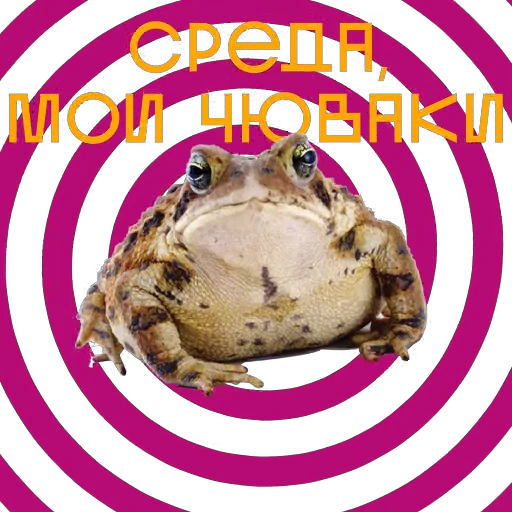 🐸 Стикер «Some Videocards» для Telegram