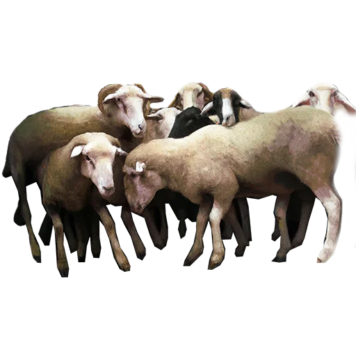 🐑 Стикер «WILD_EA$T» для Telegram