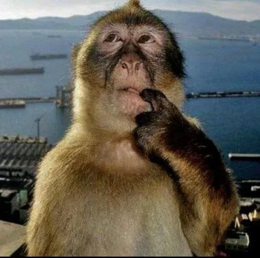 🐒 Стикер «Сотрясение очка???» для Telegram