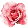 🌹 Эмодзи «Буквы фиолетовые и зелёные, в славянском стиле» для Telegram