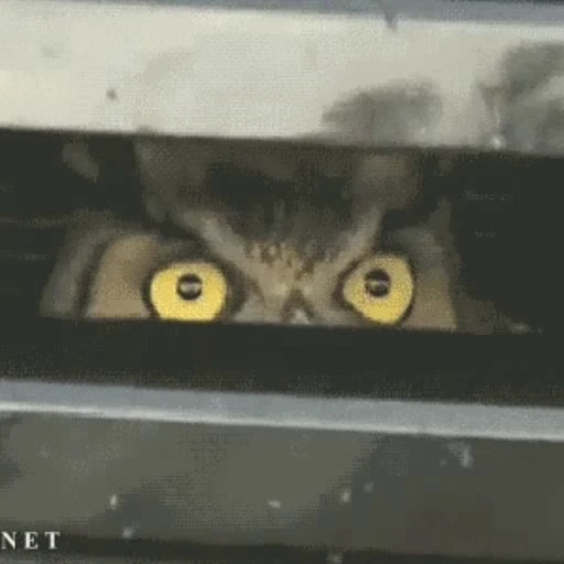 🦉 Стикер «Совы» для Telegram