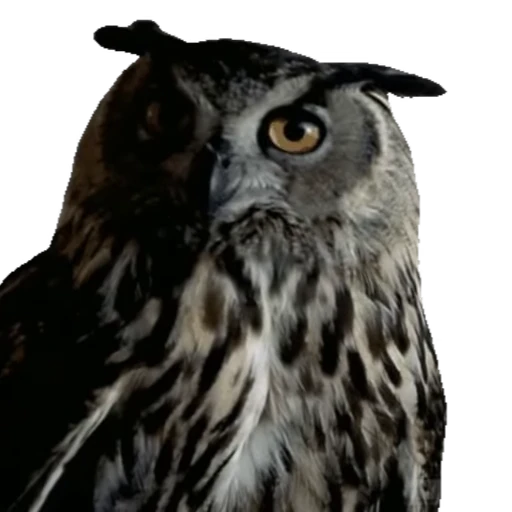 🦉 Стикер «Совы» для Telegram