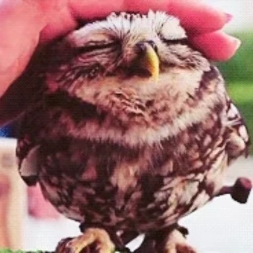 🦉 Стикер «Совы» для Telegram