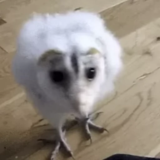 🦉 Стикер «Совы» для Telegram