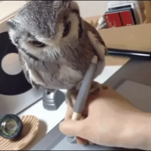 🦉 Стикер «Совы» для Telegram