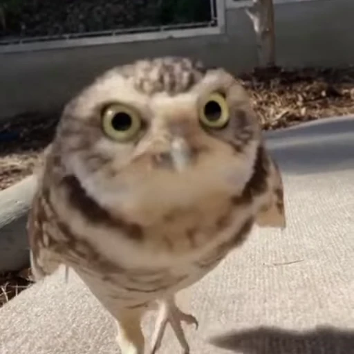 🦉 Стикер «Совы» для Telegram