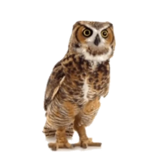 🦉 Стикер «Совы» для Telegram