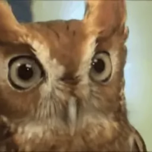 🦉 Стикер «Совы» для Telegram
