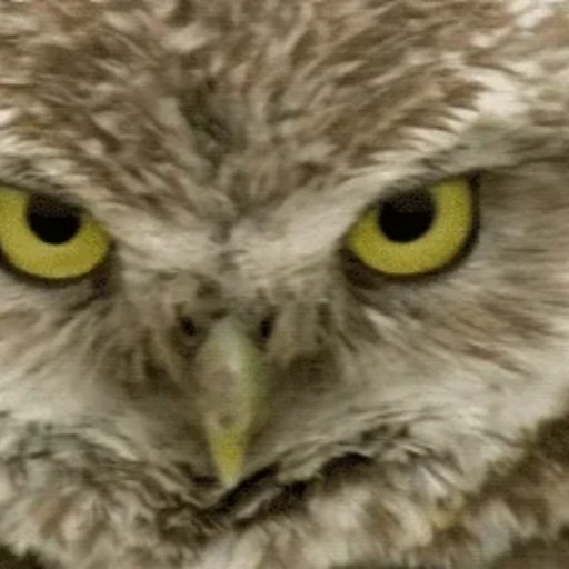 🦉 Стикер «Совы» для Telegram