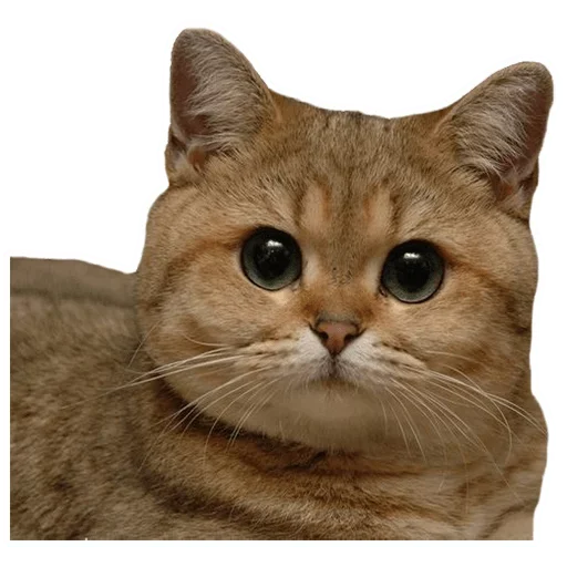 😕 Стикер «СОВОкупление» для Telegram
