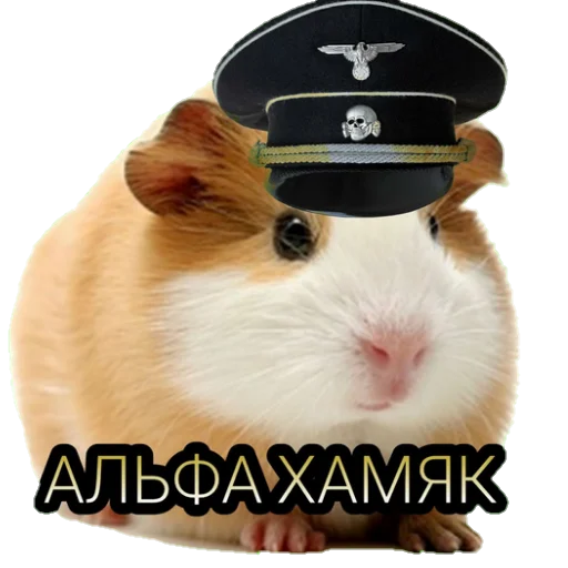 🐹 Стикер «Sпартанские стикеры» для Telegram
