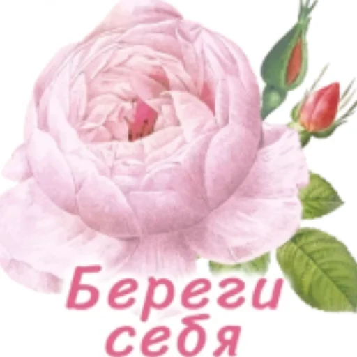 🌸 Стикер «Спасибо» для Telegram