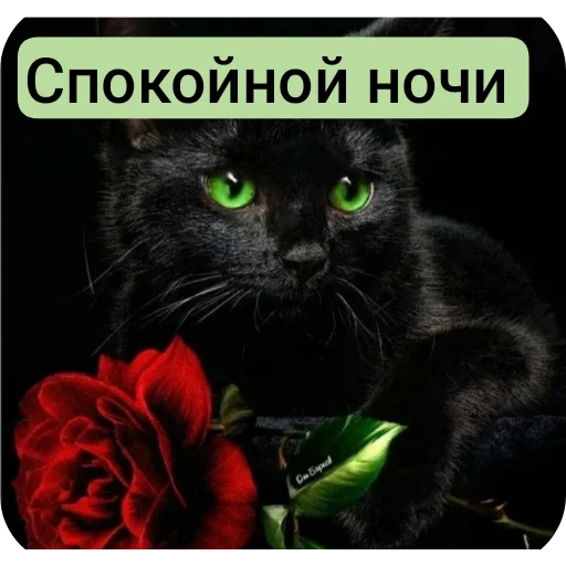 🐱 Стикер «Спасибо» для Telegram