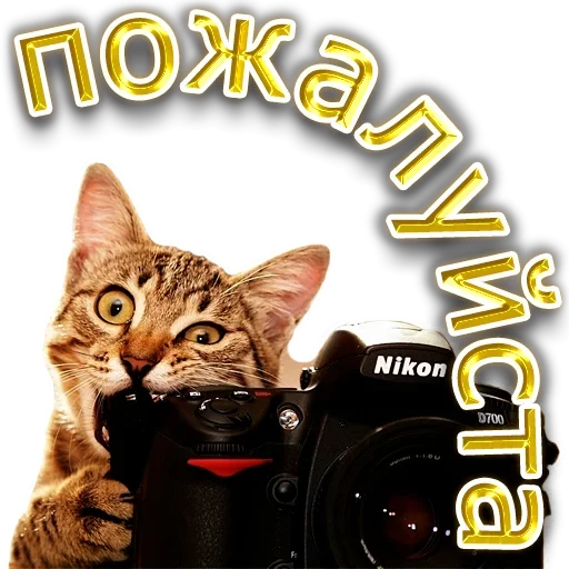 😕 Стикер «Save» для Telegram