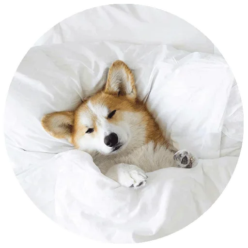 🤠 Стикер «Спят Усталые Кисули» для Telegram