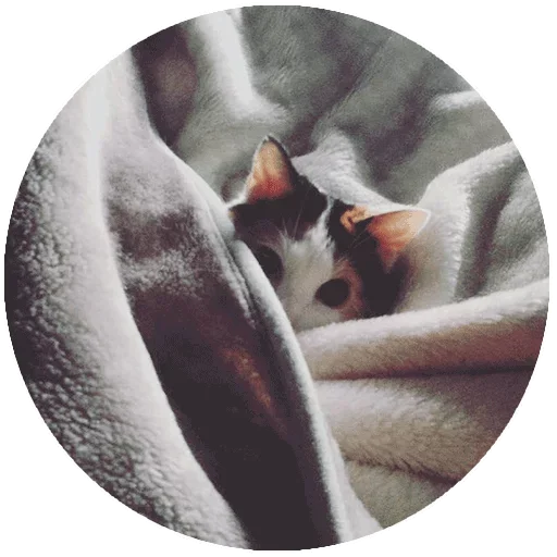 😏 Стикер «Спят Усталые Кисули» для Telegram
