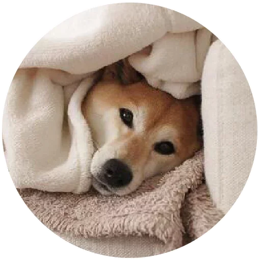 ☹️ Стикер «Спят Усталые Кисули» для Telegram