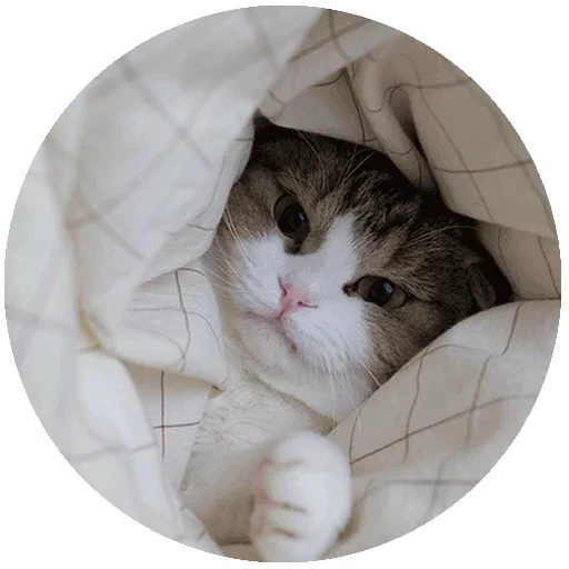 🙁 Стикер «Спят Усталые Кисули» для Telegram