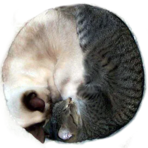 😨 Стикер «Sleepy» для Telegram