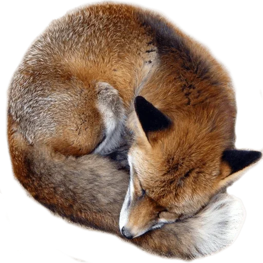 😱 Стикер «Sleepy» для Telegram
