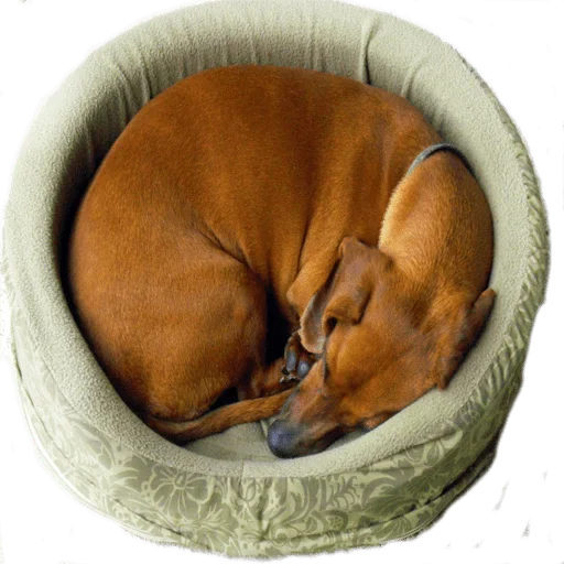 🤬 Стикер «Sleepy» для Telegram