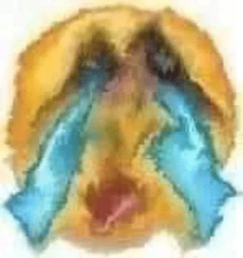 😭 Стикер «sacrifice —» для Telegram