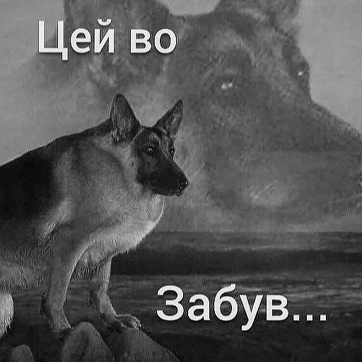 🤭 Стикер «KurwaJaPerdole» для Telegram