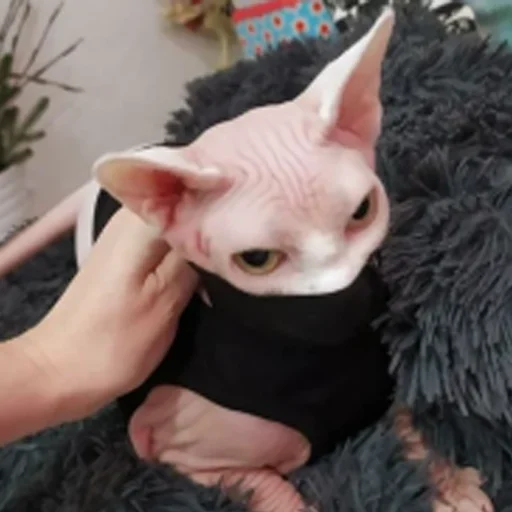 😁 Стикер «sphynx cat» для Telegram