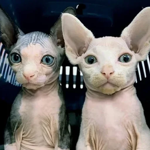 🤨 Стикер «sphynx cat» для Telegram