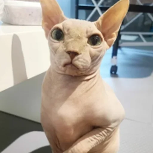 😡 Стикер «sphynx cat» для Telegram