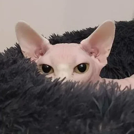 😶 Стикер «sphynx cat» для Telegram