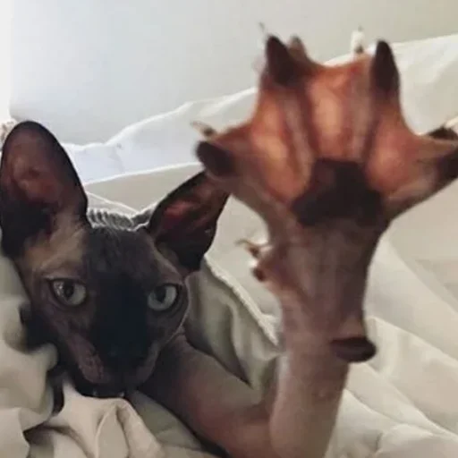 ✋ Стикер «sphynx cat» для Telegram