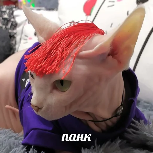 👨‍🎤 Стикер «sphynx cat» для Telegram