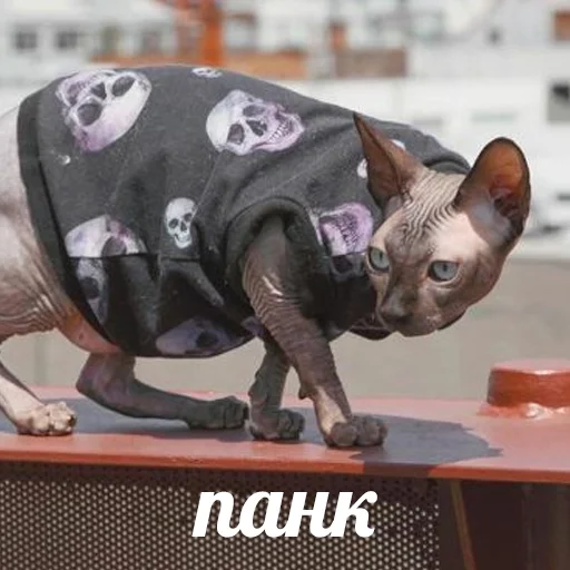 👨‍🎤 Стикер «sphynx cat» для Telegram