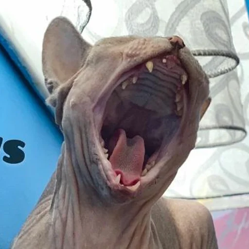 😫 Стикер «sphynx cat» для Telegram