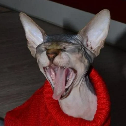 😫 Стикер «sphynx cat» для Telegram