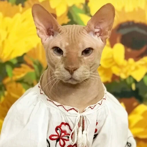Стикерпак sphynx cat для Telegram