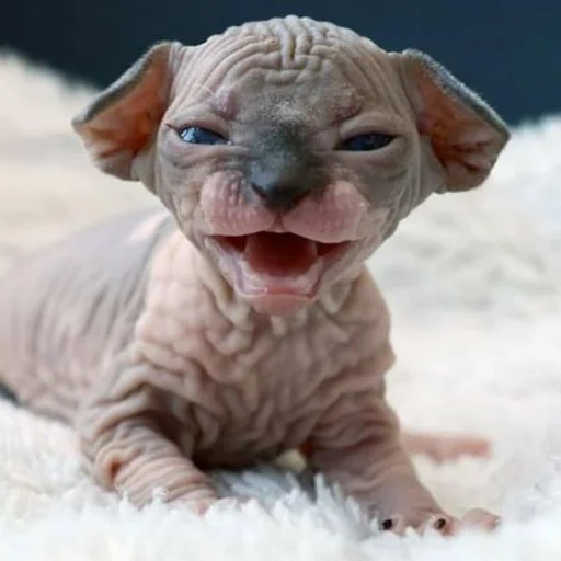 😡 Стикер «sphynx cat» для Telegram