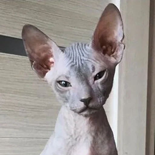 😒 Стикер «sphynx cat» для Telegram