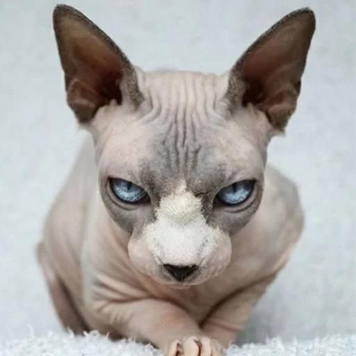 😒 Стикер «sphynx cat» для Telegram