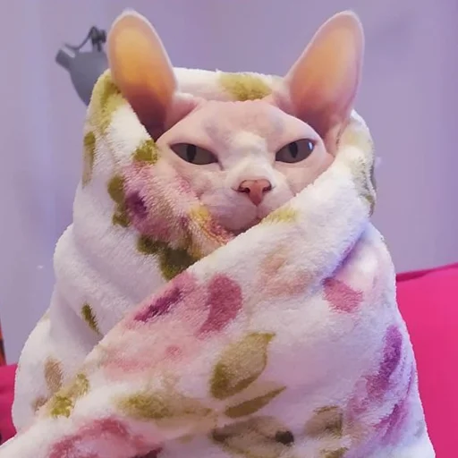 😒 Стикер «sphynx cat» для Telegram