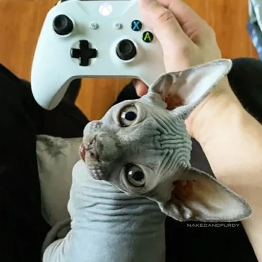 😁 Стикер «sphynx cat» для Telegram