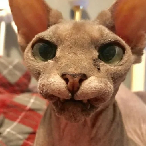 😒 Стикер «sphynx cat» для Telegram