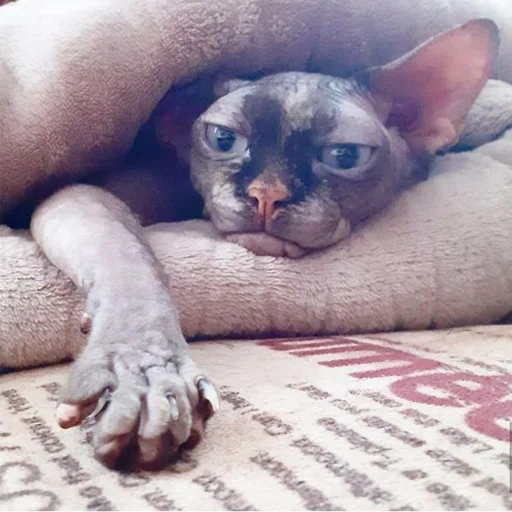 😕 Стикер «sphynx cat» для Telegram
