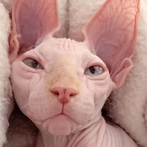 ☹️ Стикер «sphynx cat» для Telegram