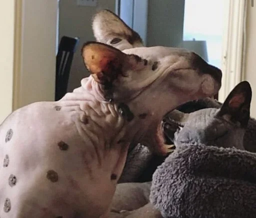 😋 Стикер «sphynx cat» для Telegram