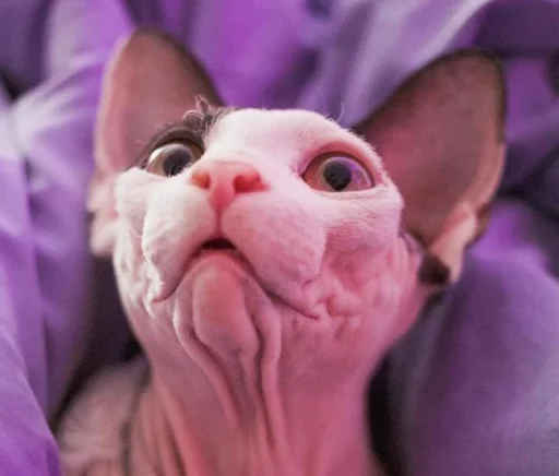 😳 Стикер «sphynx cat» для Telegram
