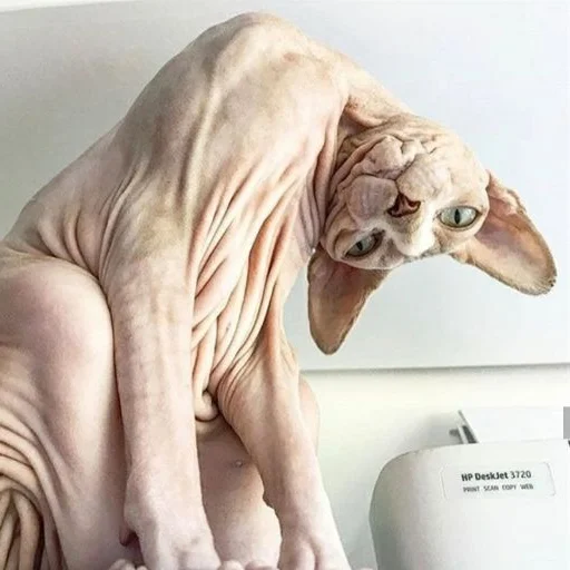 🤨 Стикер «sphynx cat» для Telegram