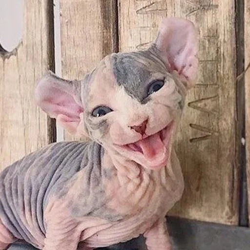 😁 Стикер «sphynx cat» для Telegram